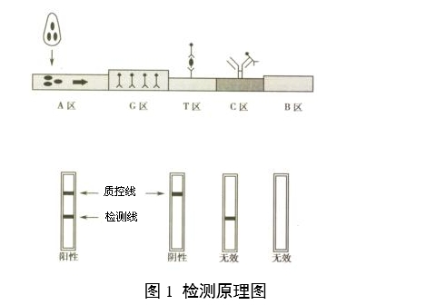 人绒毛膜促性腺激素检测试剂（胶体金免疫层析法）注册审查指导原则（2024年修订版）（2024年第21号）(图1)