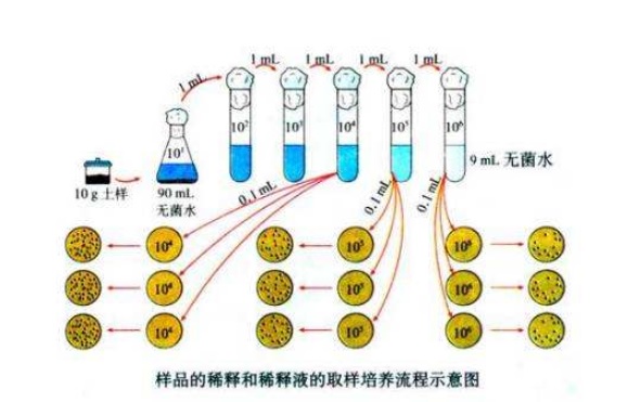 什么是微生物梯度稀释？微生物梯度稀释计算公式(图1)